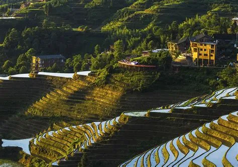 Longji Rice Terraces: A Breathtaking Symphony of Nature and Ancient Ingenuity!