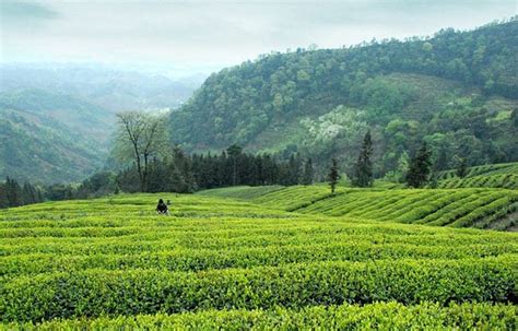 Mengding Mountain Ancient Tea Plantation: A Verdant Sanctuary of Aromatic History!